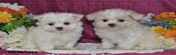 Maltese dogs for sale: Tina - Ad 3