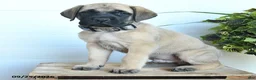 English Mastiff dogs for sale: Jordan - Ad 3