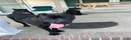 Cane Corso dogs for sale: Giselle - Ad 3