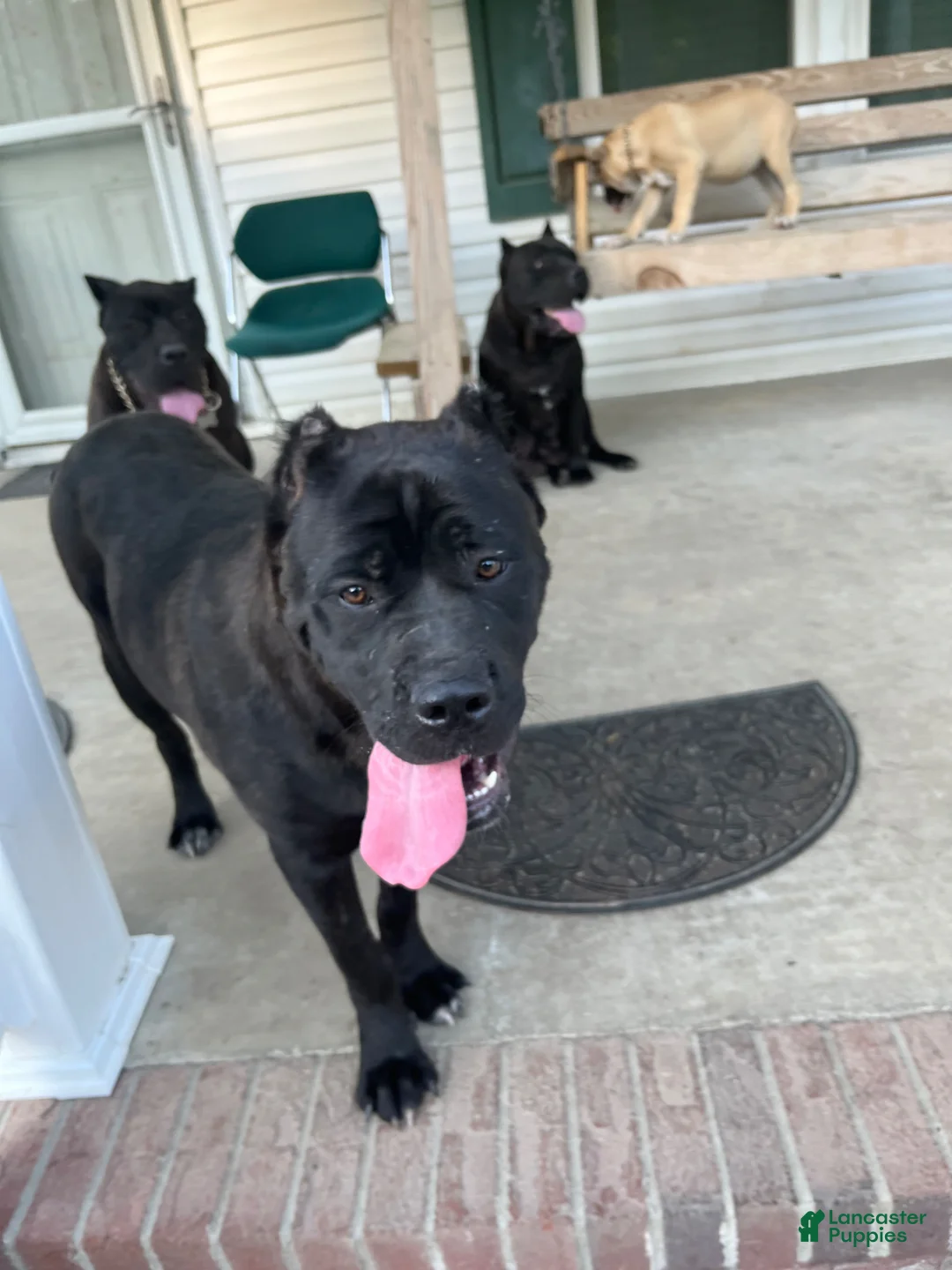 Cane Corso dogs for sale: Giselle - Ad 3