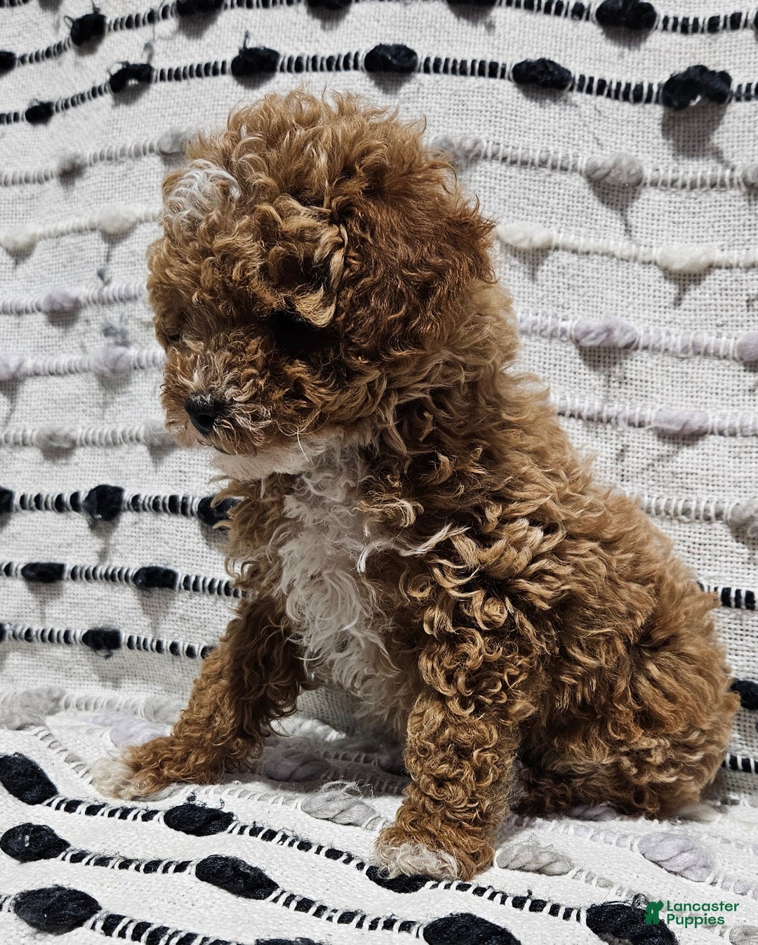 Toy Poodle dogs for sale: Broccoli  - Ad 3