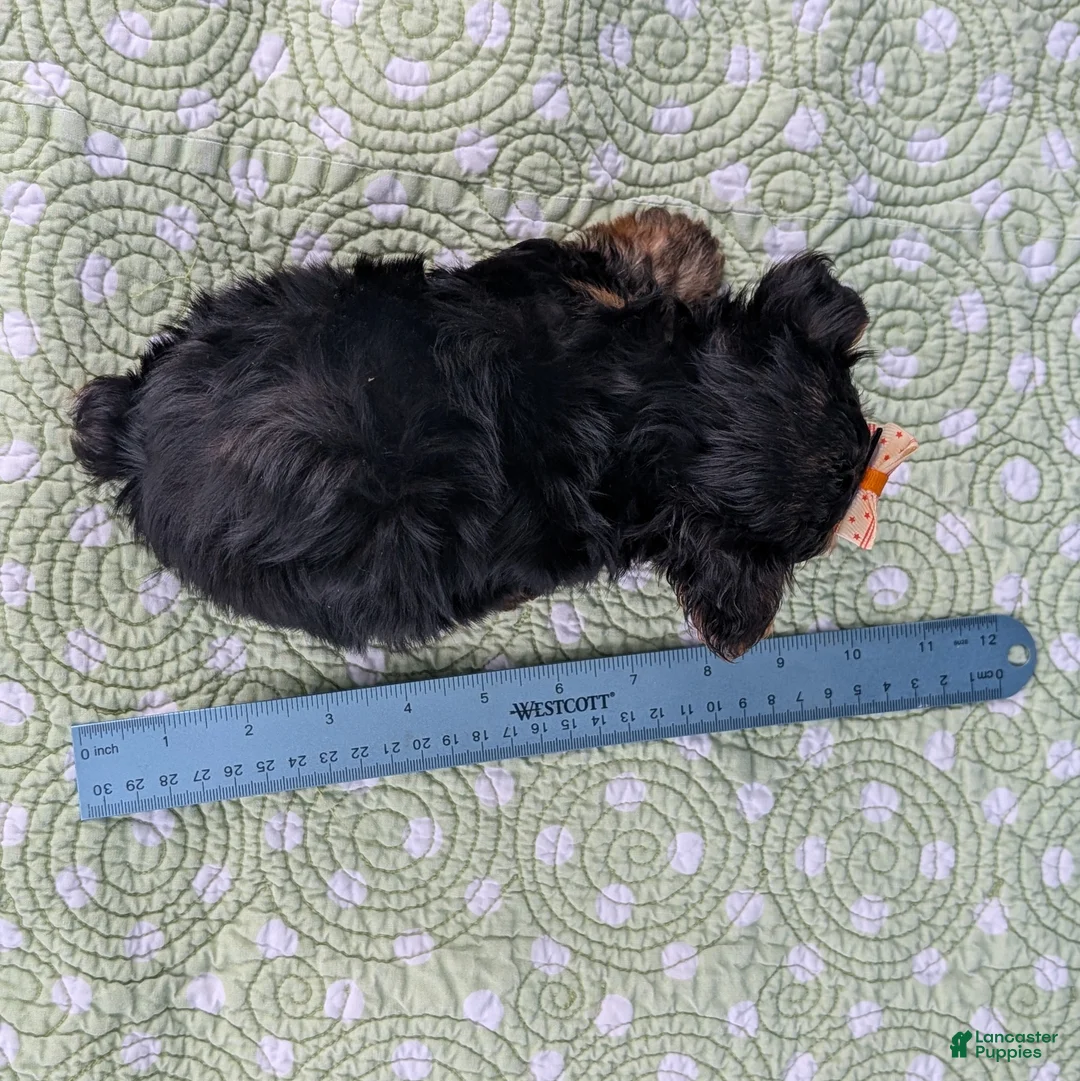 Yorkshire Terrier dogs for sale: Tid Bit - Ad 9