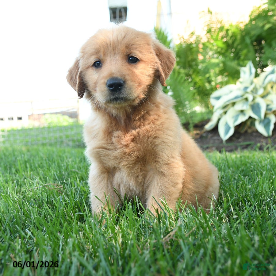 Golden Retriever dogs Isabella - Ad 1