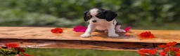 Cavalier King Charles Spaniel dogs for sale: Iris - Ad 8