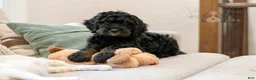 Bernedoodle dogs for sale: Acadia - Ad 18