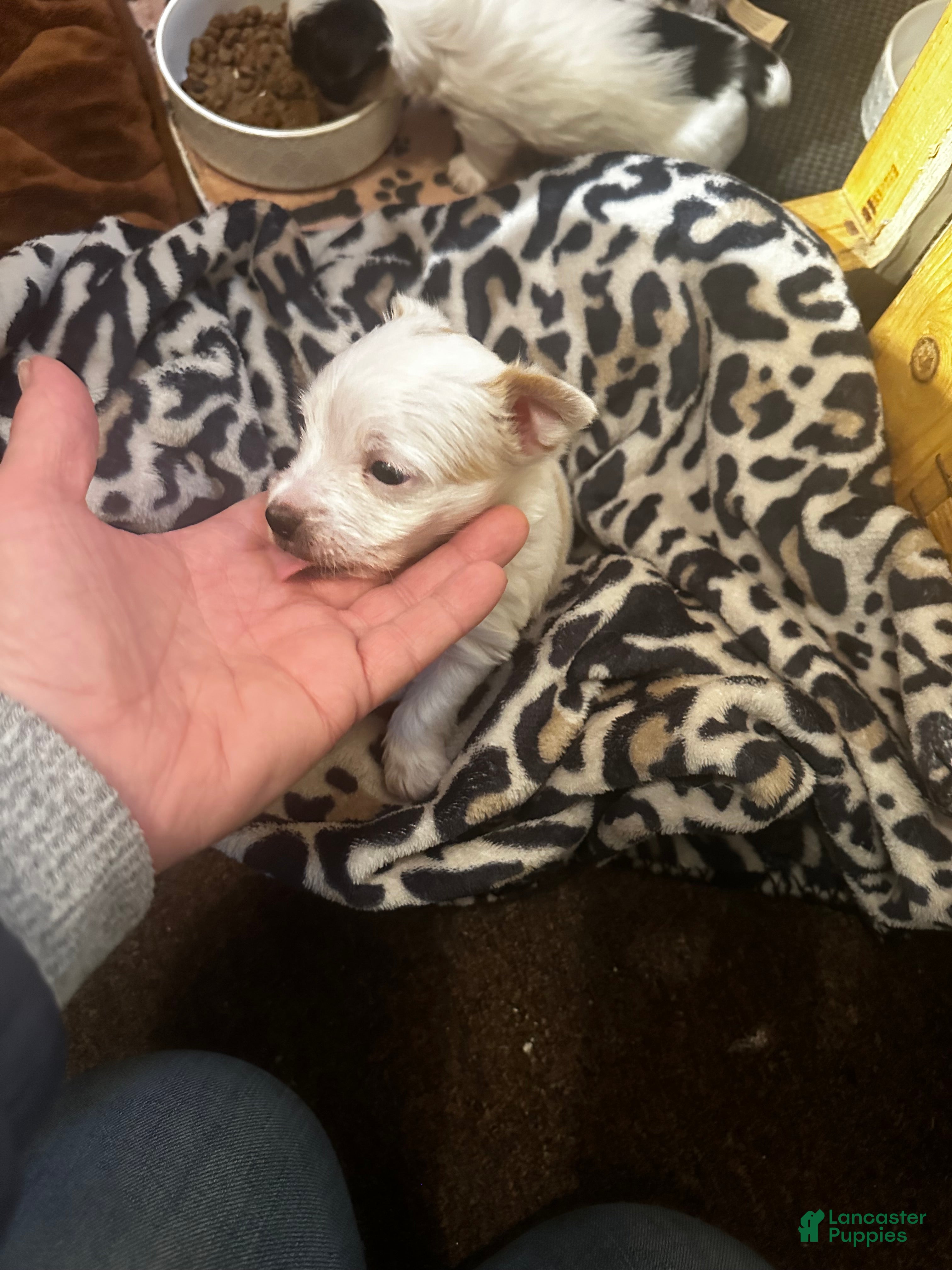 Yorkshire Terrier dogs AKC Glacierpaw - Ad 2