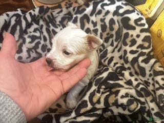 Yorkshire Terrier dogs AKC Glacierpaw - Ad 41