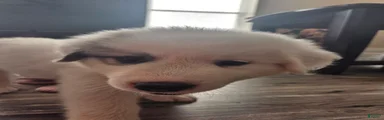 Spot
