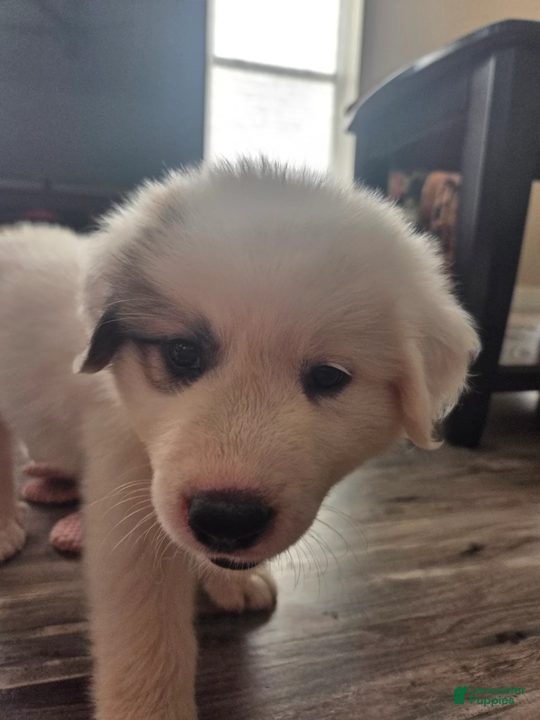 Great Pyrenees dogs for sale: Spot - Ad 1
