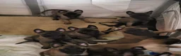 Belgian Malinois dogs for sale: Belgian Malinois Puppy 5 - Ad 1