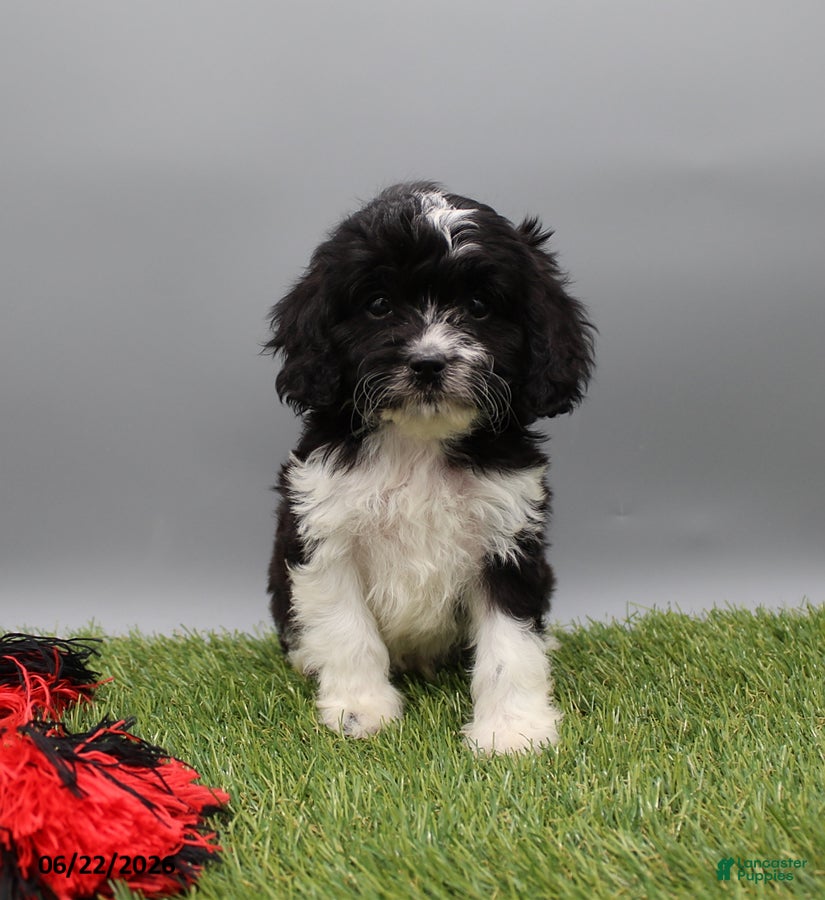 Cockapoo dogs Terry - Ad 1