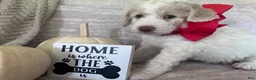 Goldendoodle dogs for sale: Bricks ❤️ - Ad 4