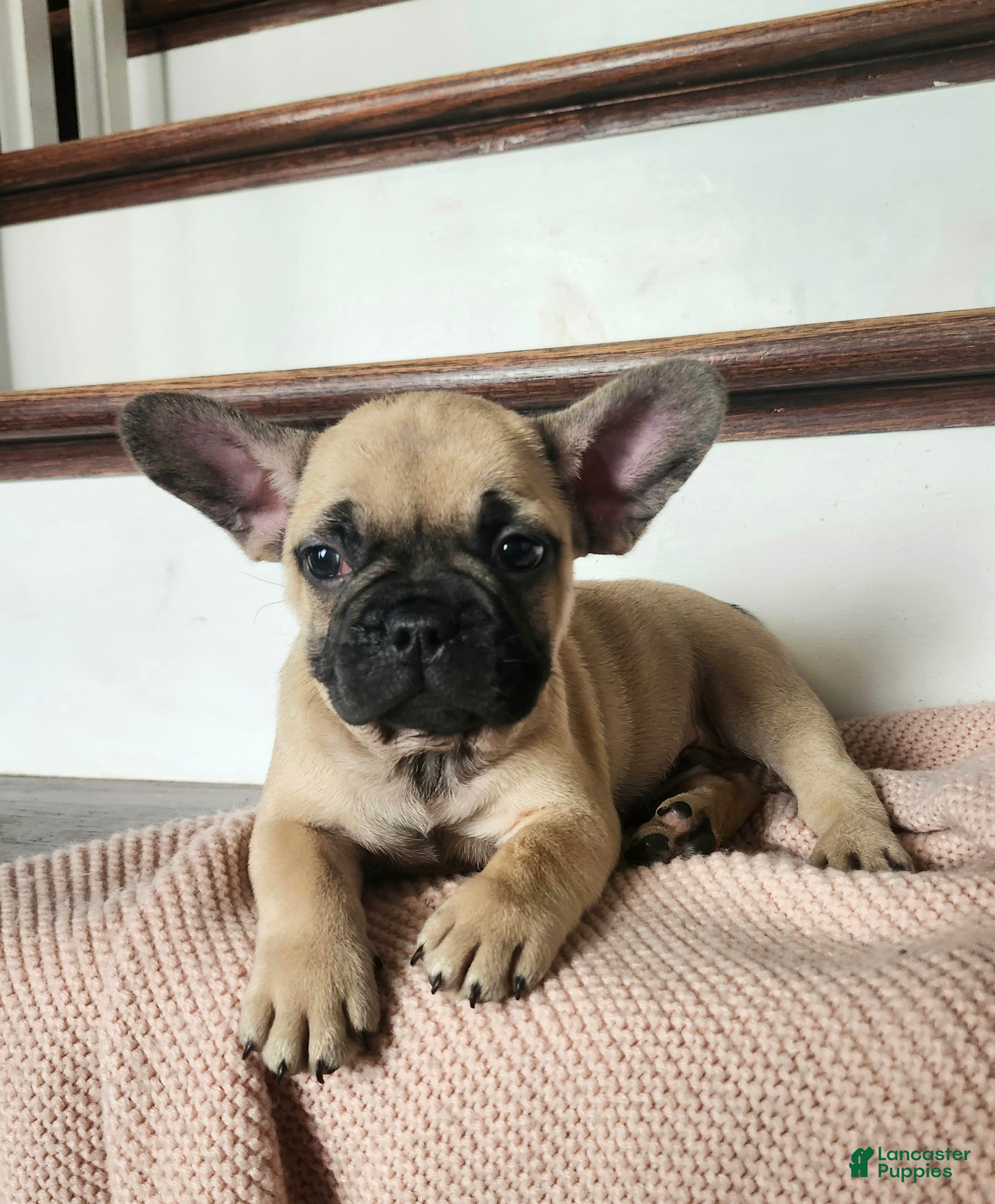 French Bulldog dogs for sale: Dumbo  - Ad 2