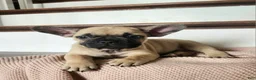 French Bulldog dogs for sale: Dumbo  - Ad 1