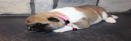 Akita dogs for sale: AKC Piper - Ad 6