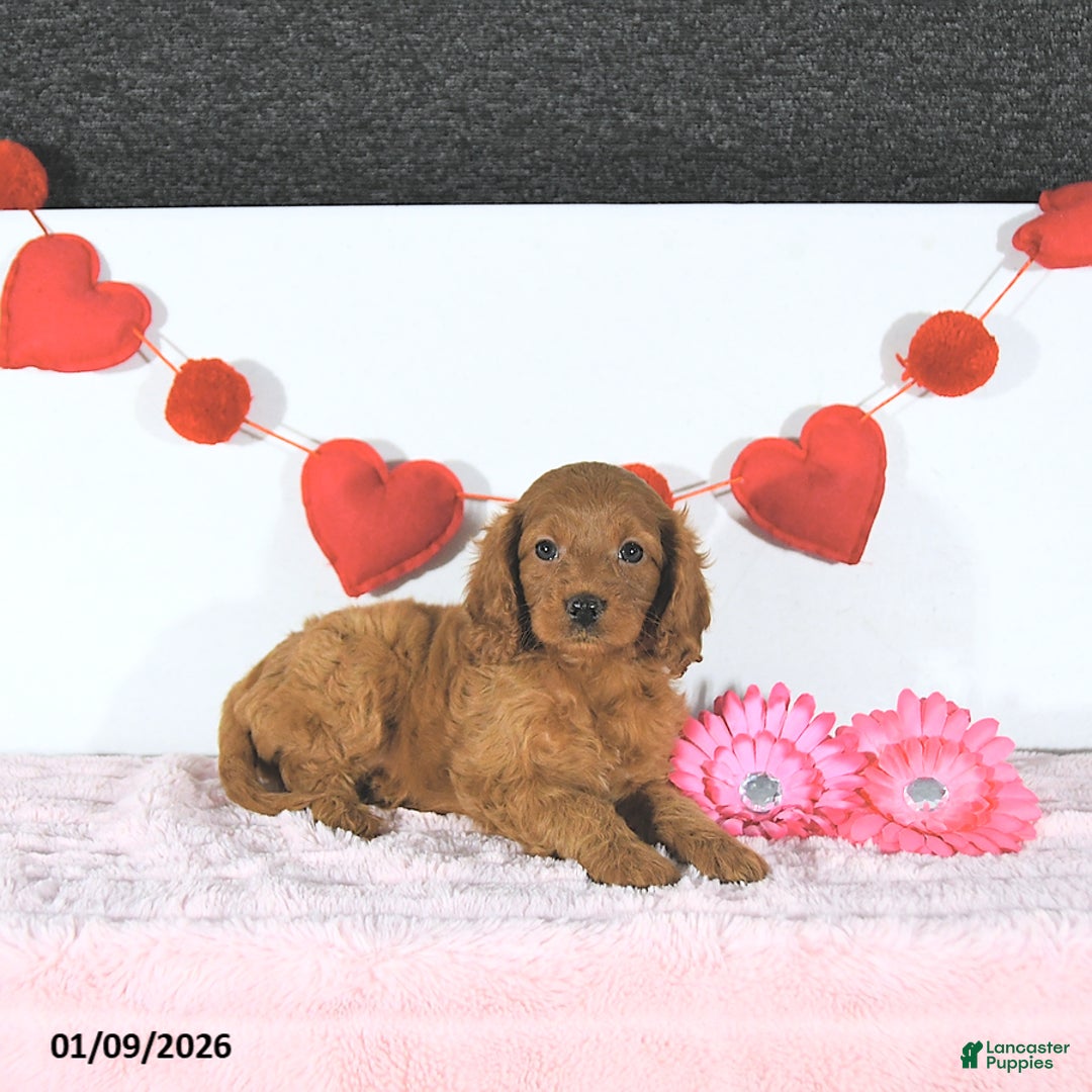 Cavapoo dogs for sale: Sabrena - Ad 1