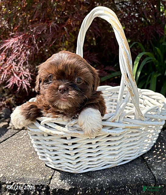 Shih Tzu dogs Lennon - Ad 1