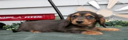 Miniature Dachshund dogs for sale: Cody - Ad 3