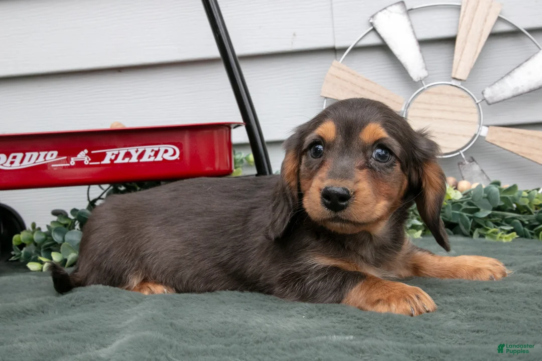 Miniature Dachshund dogs for sale: Cody - Ad 3
