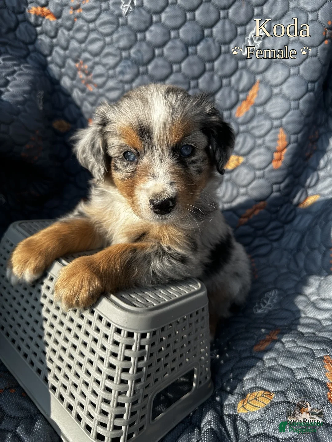 Australian Shepherd dogs for sale: Koda - Ad 1