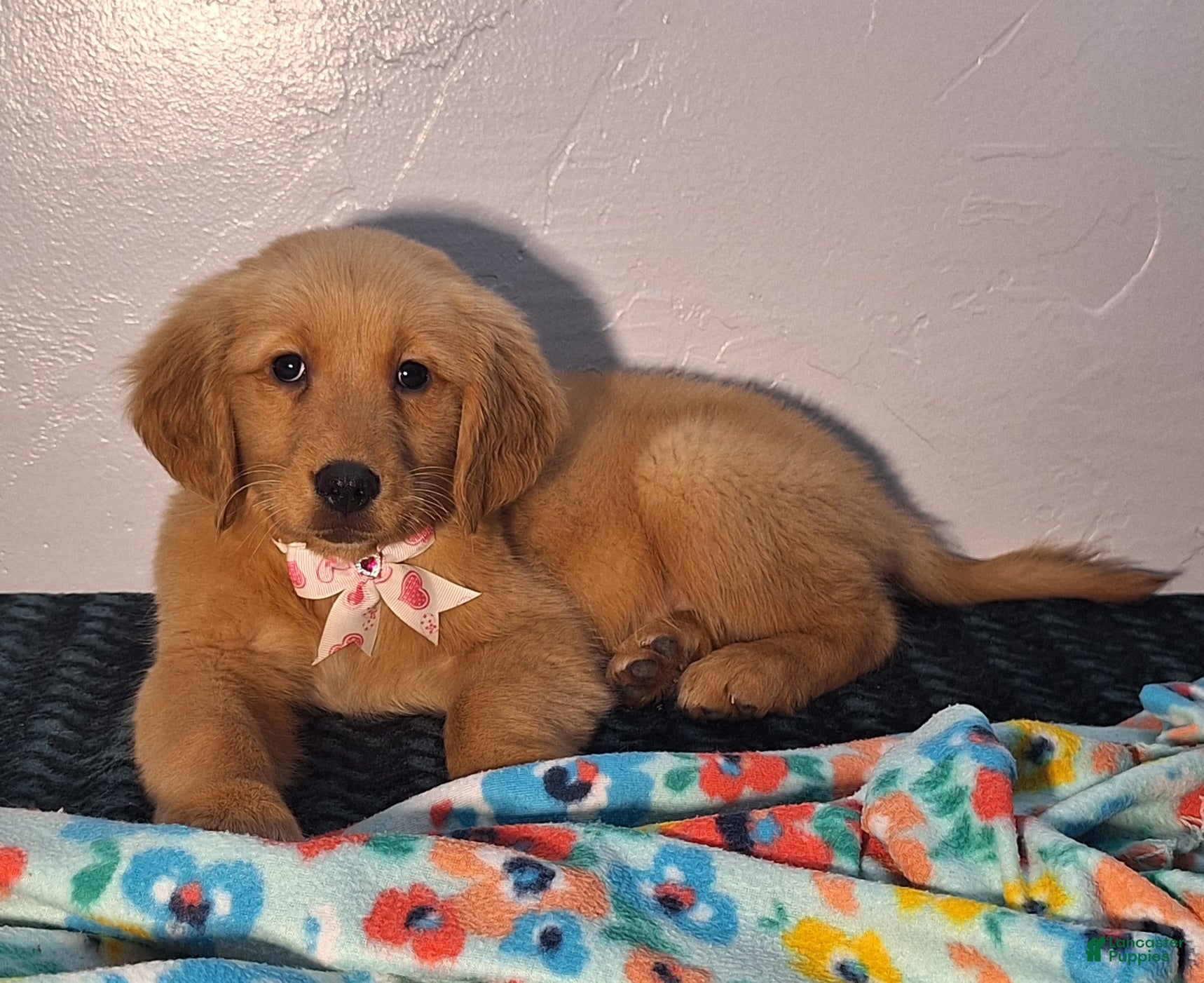 Golden Retriever dogs Taylor - Ad 1