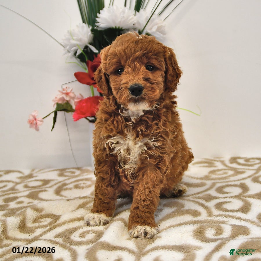 Mini Goldendoodle dogs Oprah - Ad 32