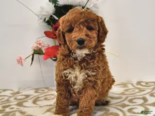 Mini Goldendoodle dogs Oprah - Ad 32