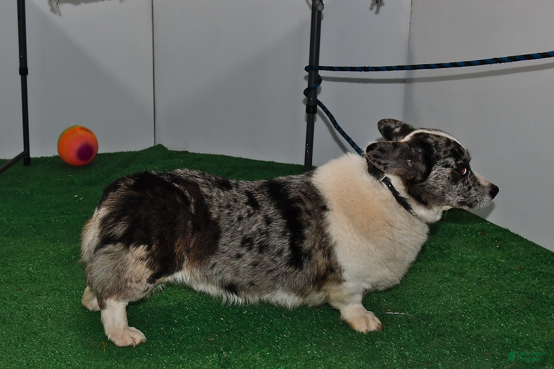 Mixed Breed dogs for sale: Toni - Ad 7