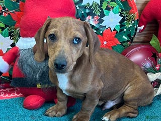 Dachshund dogs Rusty - Ad 27
