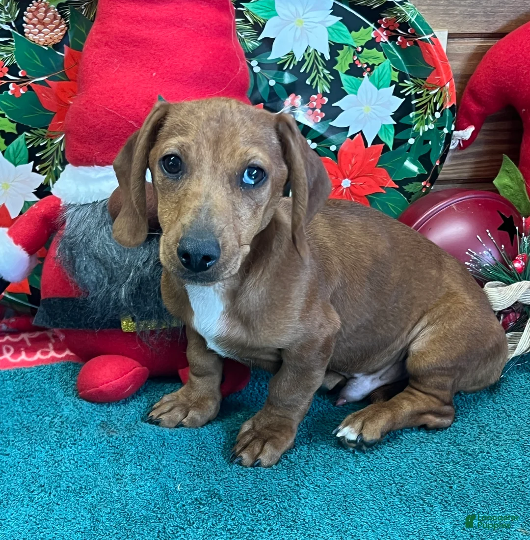 Dachshund dogs for sale: Rusty - Ad 1