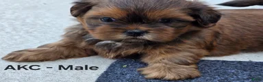 Shih Tzu Male 3