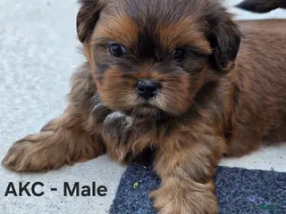 Shih Tzu dogs for sale: Shih Tzu Male 3 - Ad 4