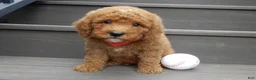 Mini Goldendoodle dogs for sale: Louie - Ad 4