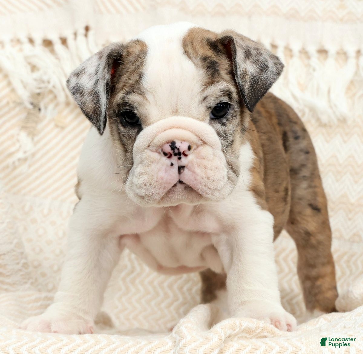 English Bulldog dogs Jaxson - Ad 1