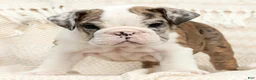 English Bulldog dogs for sale: Jaxson - Ad 1