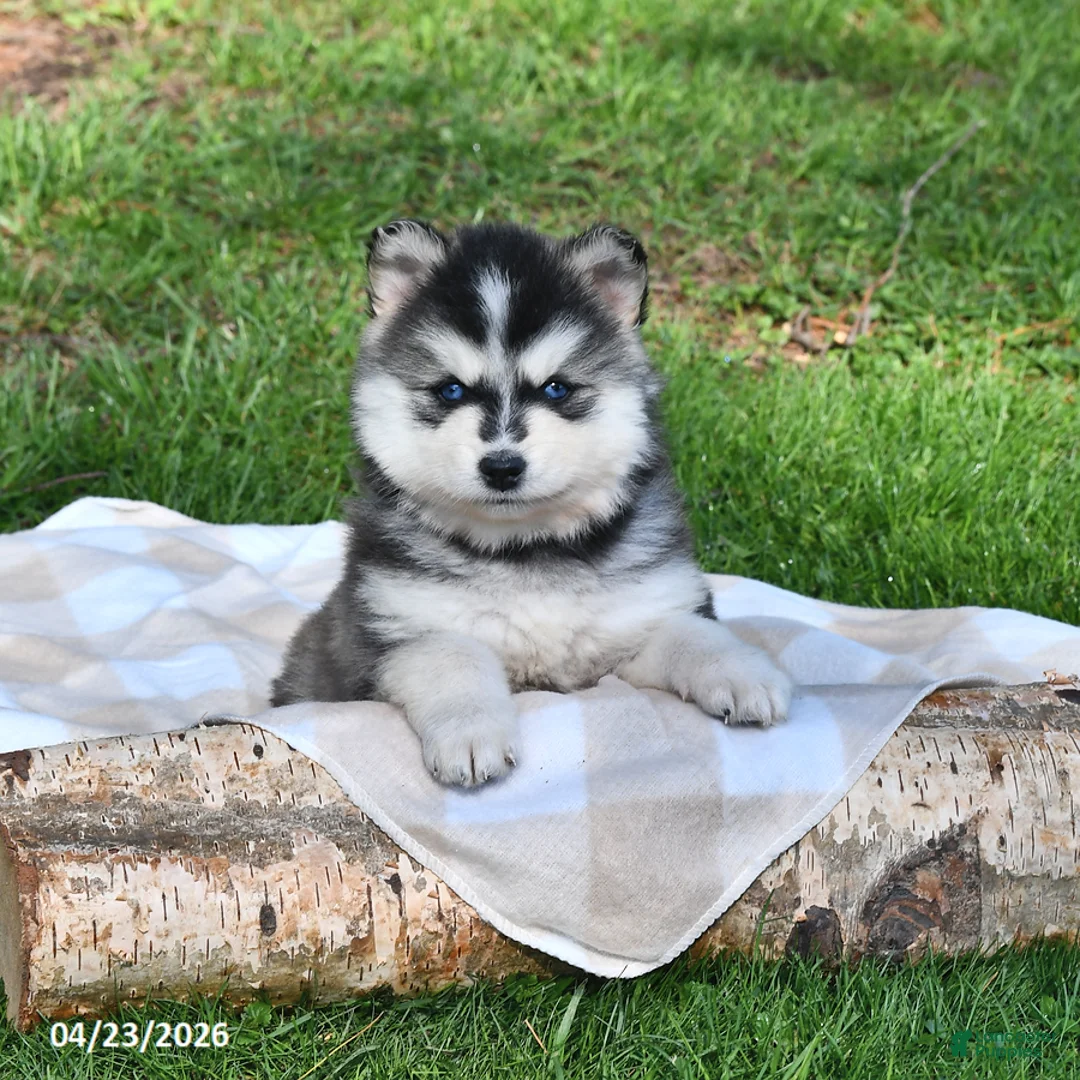 Pomsky dogs for sale: Kiska - Ad 1