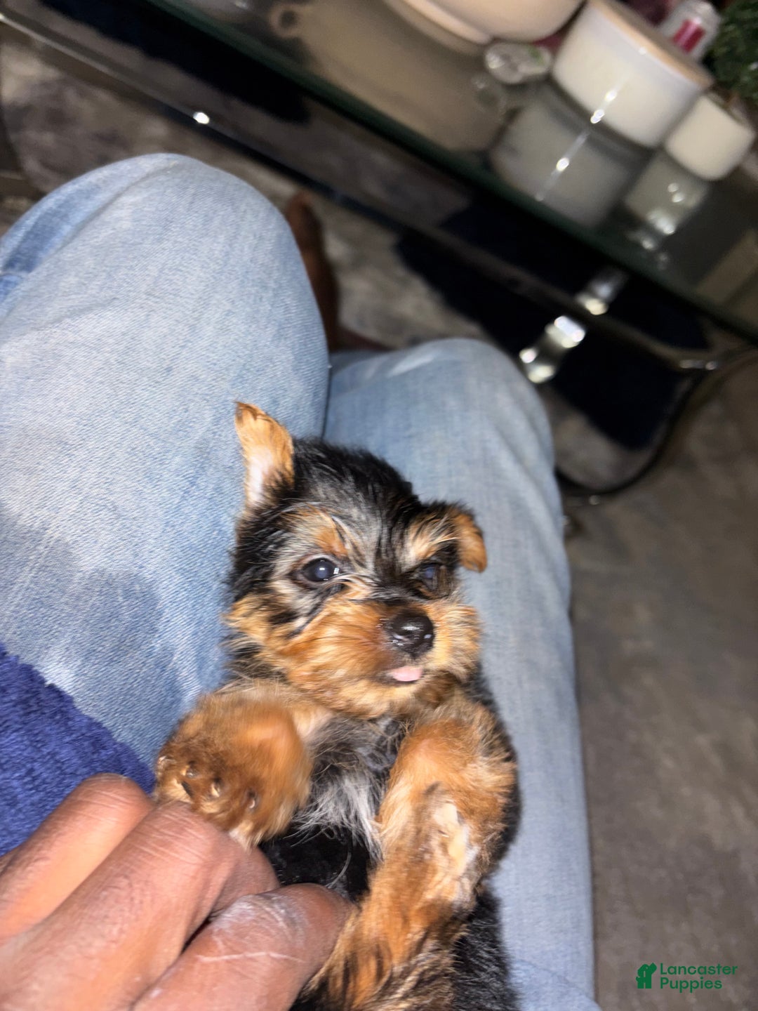 Yorkshire Terrier dogs for sale: Copper - Ad 2