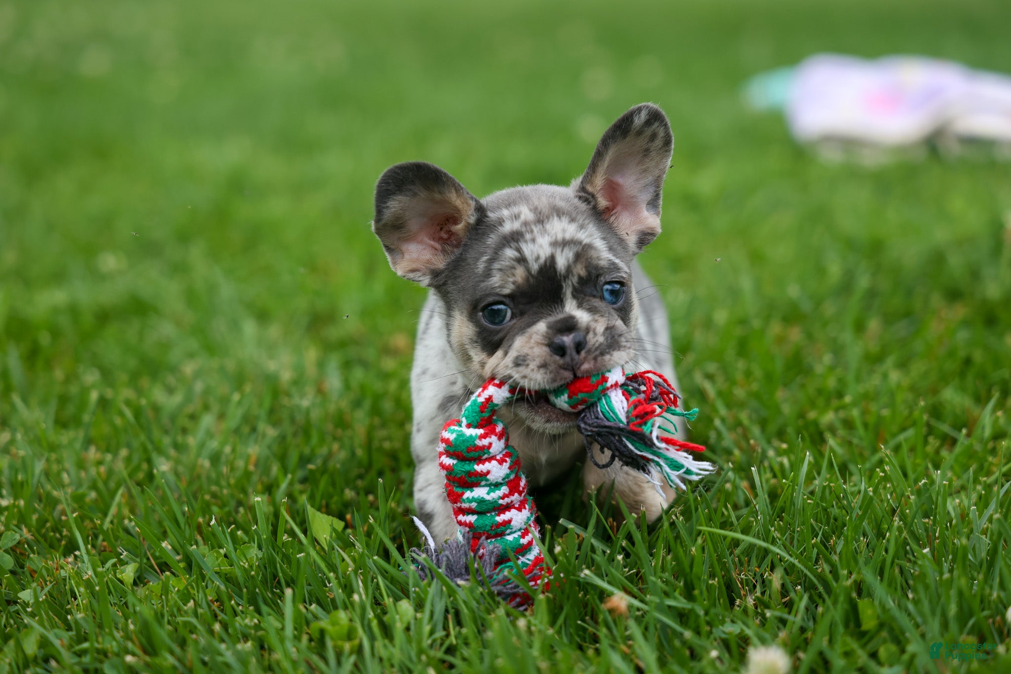 French Bulldog dogs Knox 💙 - Ad 2