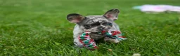 French Bulldog dogs for sale: Knox 💙 - Ad 2