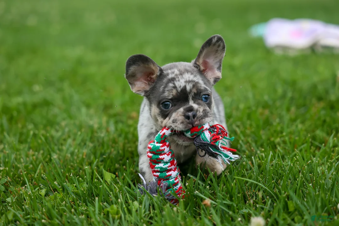 French Bulldog dogs for sale: Knox 💙 - Ad 2
