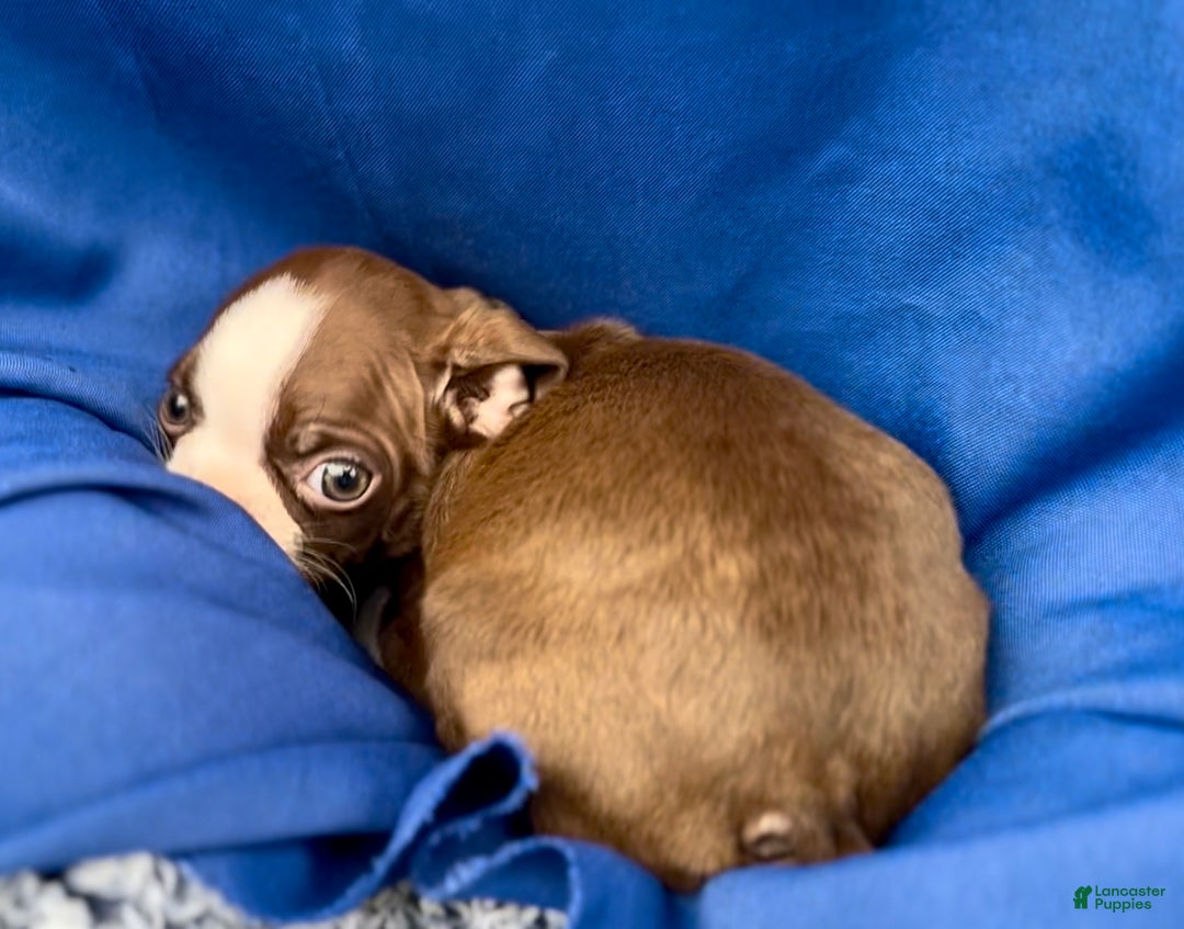 Boston Terrier dogs for sale: Briggs - Ad 2