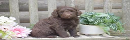 Portuguese Water Dog dogs for sale: Miley - Ad 7