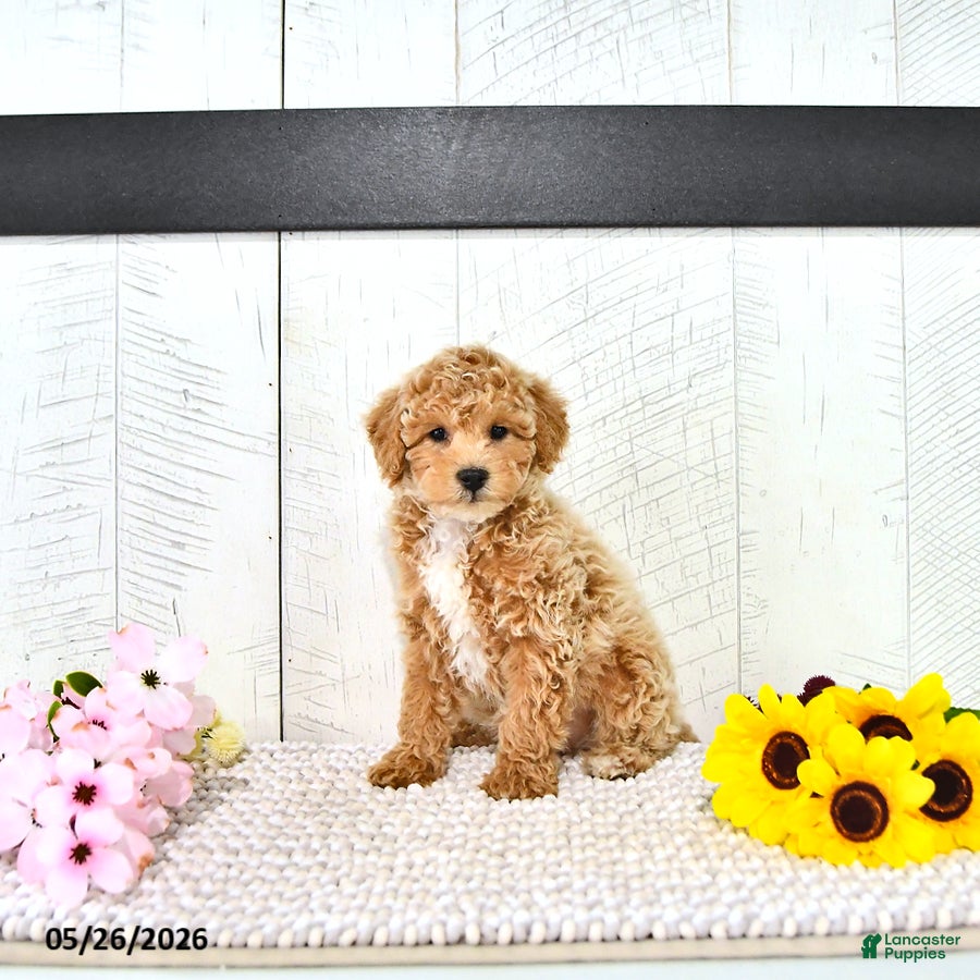 Miniature Poodle dogs Robert - Ad 2