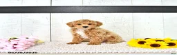 Miniature Poodle dogs for sale: Robert - Ad 2