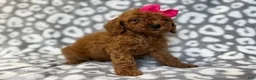 Cavapoo dogs for sale: Lottie - Ad 5