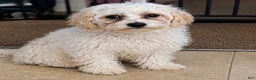 Maltipoo dogs for sale: Maltipoo 1 - Ad 2