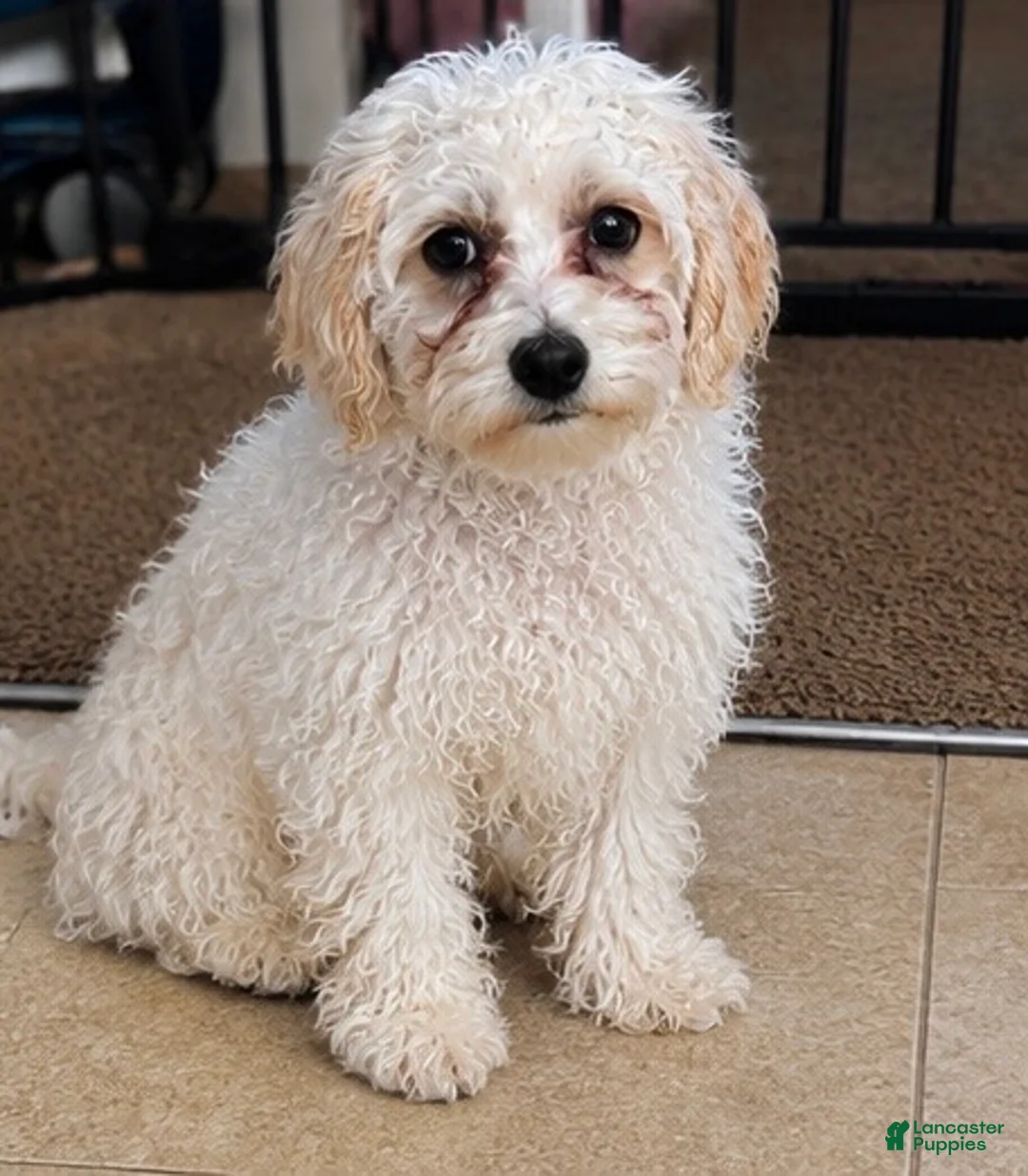 Maltipoo dogs for sale: Maltipoo 1 - Ad 2