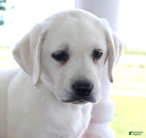 Labrador Retriever dogs Addie - Champ lines - Ad 2