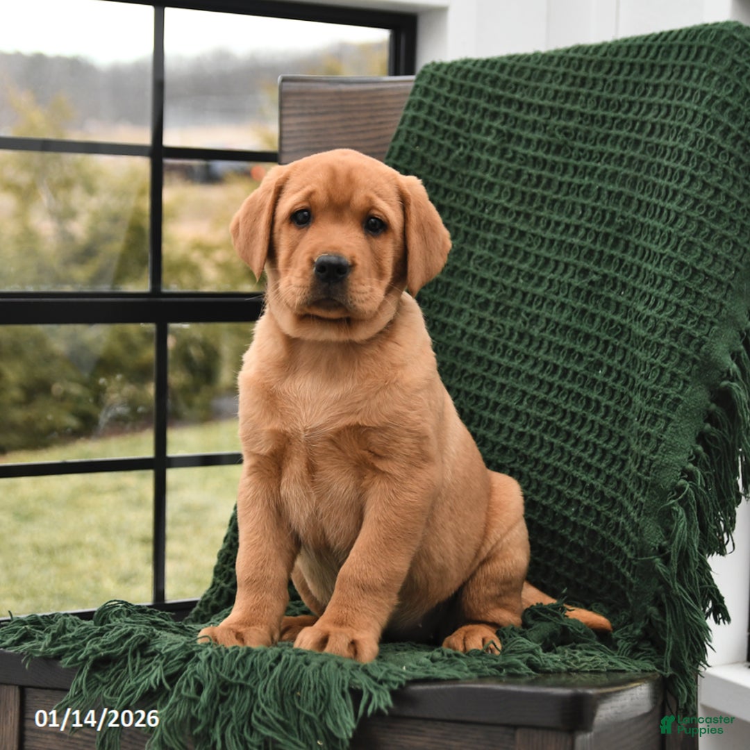 Labrador Retriever dogs for sale: Lulu - Ad 2