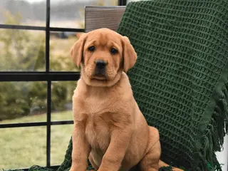 Labrador Retriever dogs Lulu - Ad 42